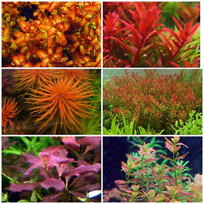 #ad #ad Rare Live Aquarium Plants Package 6 Species 30 Stems Free S h Colorful $100.00