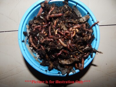 #ad #ad 🐛Red Wiggler Composting Worms Live and Happy Hand Counted Free Shipping 🐛 $15.97