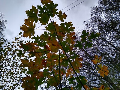 #ad x15 Big Leaf Maple TREE SEEDS Acer macrophyllum forest wood garden compost soil $7.97