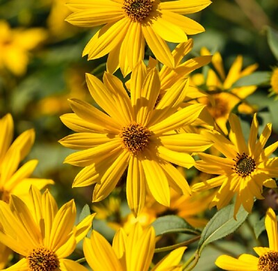 #ad #ad Sunflower Seeds Perennial Heirloom Abundant Blooms Free Shipping Maximilian $20.00
