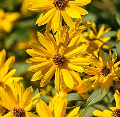 #ad #ad Sunflower MAXIMILIAN Perennial Flowers Butterflies Finches USA Non GMO 500 Seeds $2.50
