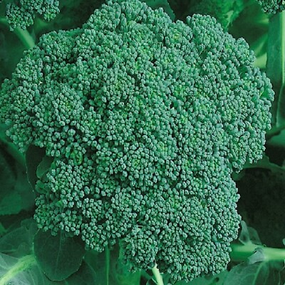 Organic Calabrese Green Sprouting Broccoli Seeds NON GMO Fresh Garden Seeds $200.00