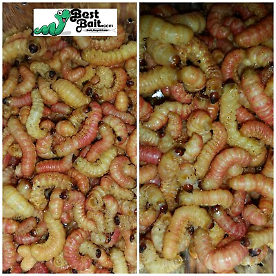 #ad Butterworms Butter Worms Live Bait Pet Feeders Free Shipping $90.99