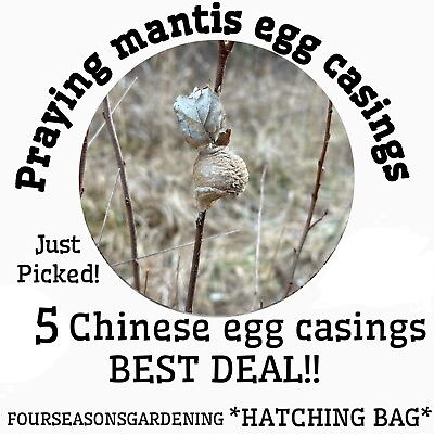 #ad **** 5 CHINESE PRAYING MANTIS EGG CASES **** Fresh $50.00