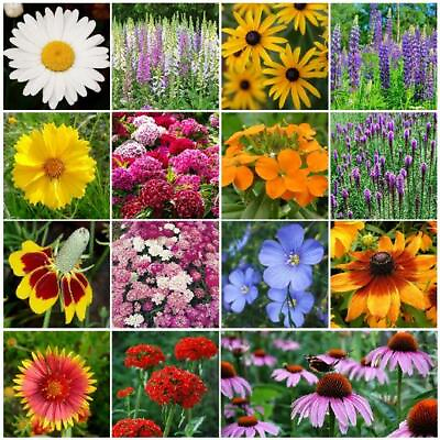 ALL PERENNIAL Wild Flower Mix Pollinator Garden HEIRLOOM USA Non GMO 1000 Seeds $3.98