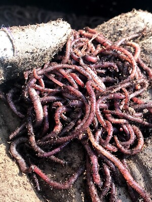 #ad 2000 Red Wiggler Worms for Organic Gardening Vermicomposting Vermi $70.00