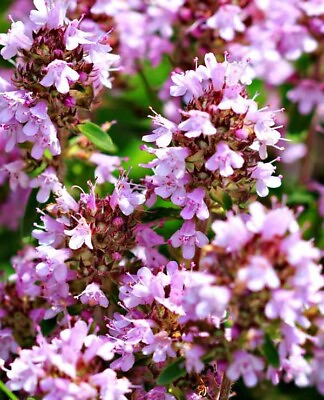 #ad Purple Creeping Thyme Groundcover Perennial Wild Fragrant Pollinator NON GMO $16.98