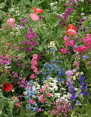 #ad #ad Wildflower Mix SHADE with Perennials 16 Species Pollinators Non GMO 1000 Seeds $3.98