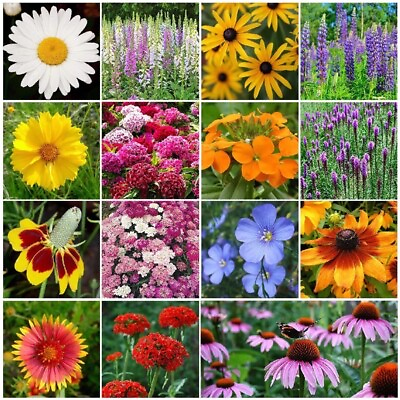 #ad #ad 500 Wildflower Mix Seeds ALL PERENNIAL Attracts BeesButterfliesHummingbirds $2.25
