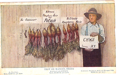 #ad #ad Postcard Potash Fertilizer Effects on Mangel Beets German Kali Works New York $11.98