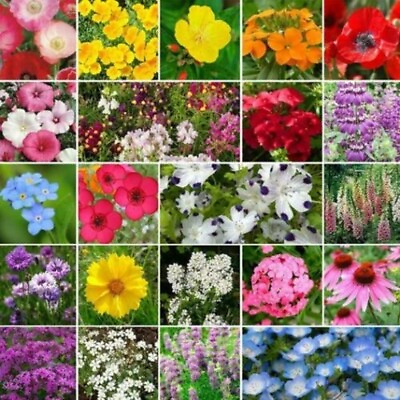 Partial Shade Wildflower Seed Mix Heirloom amp; Non GMO Annual amp; Perennial Seed $200.00