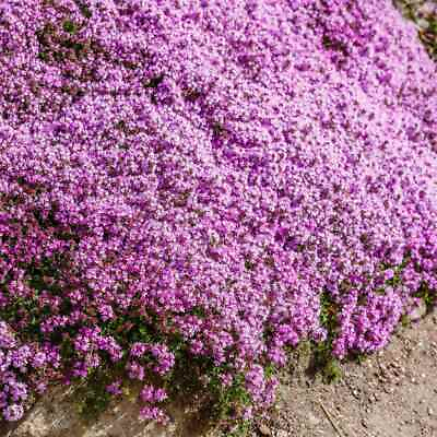 #ad Creeping Thyme WILD Groundcover Perennial Purple Fragrant Bees Non GMO 500 Seeds $3.98