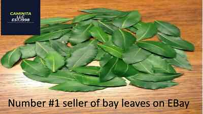 Organic Bay Leaves 60 Fresh picked leaves Laurus Nobilis Laurelfree Shipping $14.49