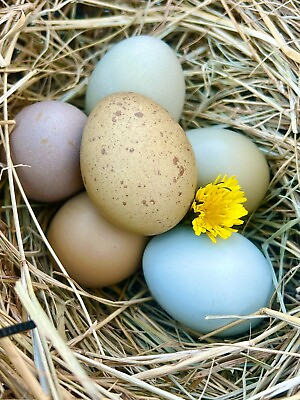 #ad #ad 6 Lavender Ameraucana and Black Olive Egger Chicken Hatching Eggs GUARANTEED $19.99