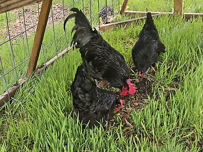 #ad 12 Pure Black Australorp Hatching Eggs $28.00