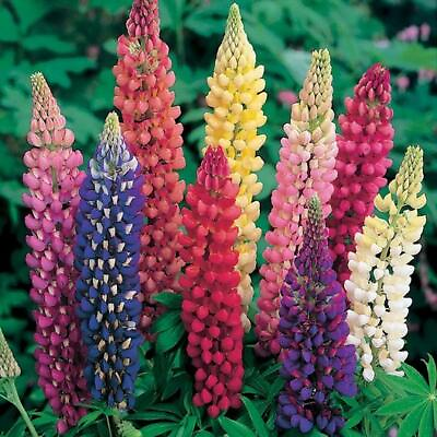 #ad #ad Russell Lupine LANDSCAPER#x27;S PACK BULK Perennial 250 Seeds FALL PLANTING Non GMO $6.98