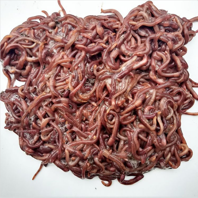 1 2lb Red Wiggler Compost Worms 1 2 Pound 500 Living Soil Live Composting $30.45