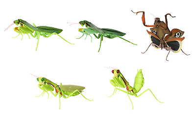 #ad #ad The Diversity of Life on Earth Mantis Figure Vol 4 Bandai Gashapon set of 5 $48.00