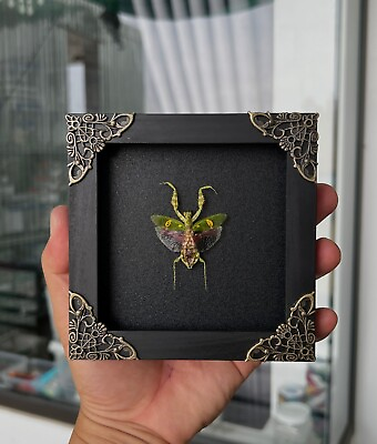 #ad Real Framed Mantis Taxidermy Dried Insect Wall Hanging Decor Beetle Shadow Box $31.35