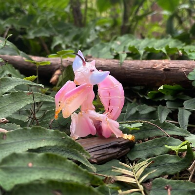 #ad 【In Stock】Animal Heavenly Body Orchid mantis Hymenopus Collectible Insect Statue $39.99