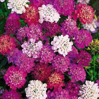 #ad Candytuft DWARF FAIRY MIX Groundcover Heirloom Pollinators Non GMO 1000 Seeds $3.98