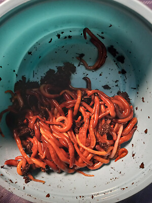Red Wigglers 100 Compost Worms Bed Run FREE SHIPPING $24.87