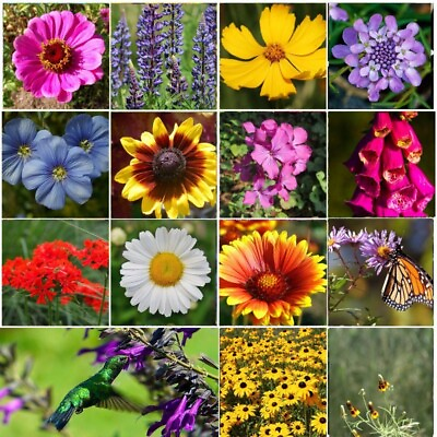 #ad #ad ALL PERENNIAL Wild Flower Mix. Pollinator Food Garden Heirloom 1200 Seeds $3.97