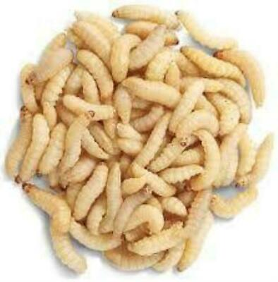 Live Waxworms Pet Lizard Food Alive Wax Worm Fish Bait Bee Moth Dragon Feeder $7.55