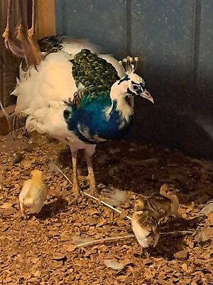 #ad #ad 4 Peacock Hatching Eggs $100.00