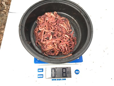 1 2 Pound approximately 500 worms Red Wiggler Worm Mix. $27.99