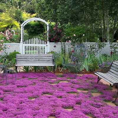 Creeping Thyme Seeds Non GMO Herb Seeds Seed Store Free Shipping 1159 $35.89