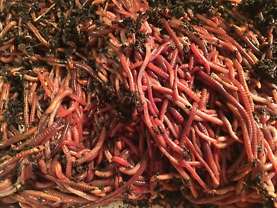3 4 Pound approximately 750 worms Red Wiggler Worm Mix. $37.99