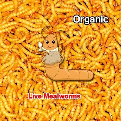 2500 live organic mealworms large Live Guarantee $23.99
