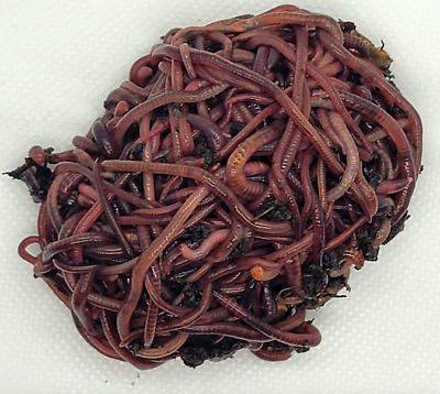 HomeGrownWorms.com 500 Live Red Wigglers Composting Worms Live Delivery $34.99