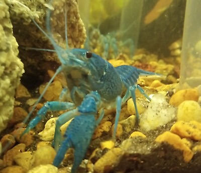 #ad Electric Blue Crayfish Procambarus Alleni Medium Sized Tank Raised 3 4 Inches $25.00