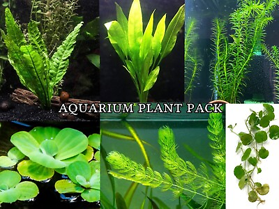 #ad Beginner Friendly Easy Aquatic Plant GREENS Pack Fish Tank Aquarium Live Plants $22.00