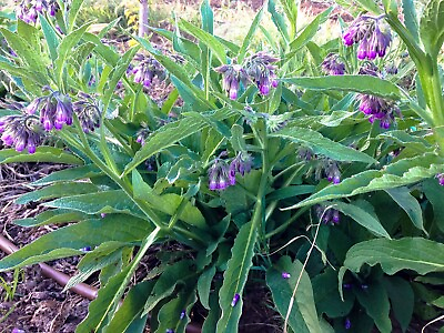 #ad Organic Common Comfrey Plants No Pesticides Permaculture Compost Booster $7.50