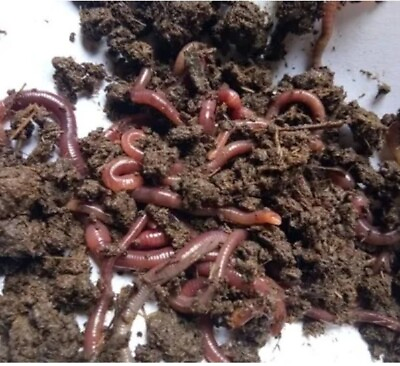 #ad #ad 🪱Helf Pound Of Live Red Wiggler Composting Worms Garden Time💯 A For Fishing🐛 $29.99