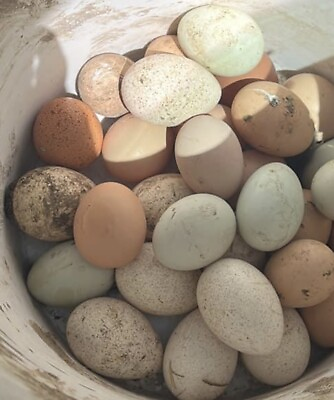 #ad 6 Eggs Heritage Turkeys Eggs ￼ Fertile ￼ $32.00