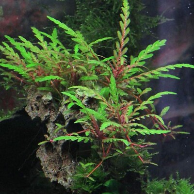 #ad 3 Stems hygrophila pinnatifida live aquarium plants beautiful FREE S H $18.00