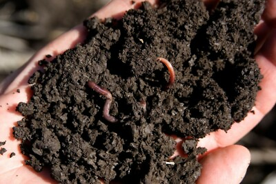 Organic worm manure fresh WORM poop WORM CASTINGS 10 pounds $32.00
