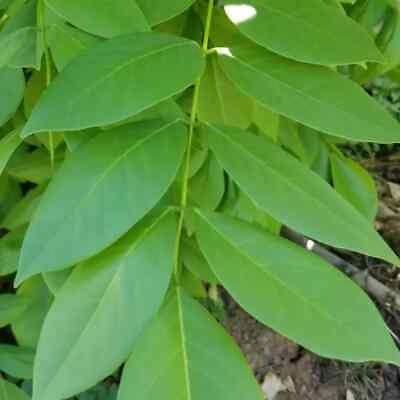Gliricidia Sepium Organic Dried Leaves Natural Compost Fertilizer Plants $10.99