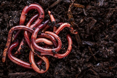 #ad Red Wiggler Composting Worms 250 thru 2000 ct available $35.99