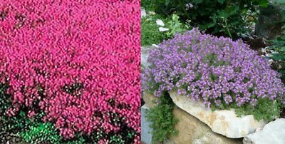 #ad Creeping Thyme MIXED Red amp; Purple 4quot; Ground Cover Perennial Non GMO 500 Seeds $3.98