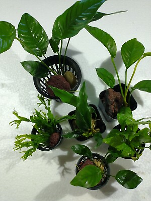 #ad Easy to grow Low light loving aquarium plant package includes 6 plants $45.00