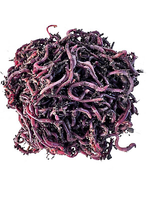 #ad Nature#x27;s Dream Ranch Red Wiggler Live Worms 500 count Composting Worms $39.99
