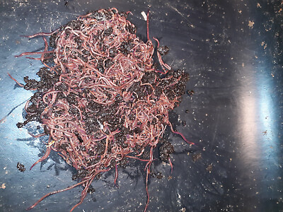 #ad 🐛100 Red Wiggler Compost Worms Fresh and Ready To Ship🐛Happy Live $18.97