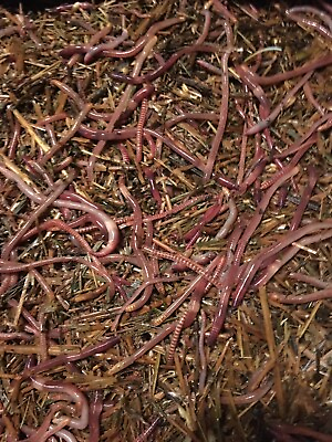 #ad 1 Lbs. Red wiggler Composting worms $35.00