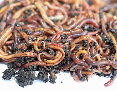 #ad LIVE Red Wigglers Composting Worms Eisenia Fetida $23.20
