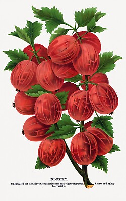 10314.Decor Poster.Room wall art home design.Fruits.Chef Kitchen.Red Gooseberry $59.00